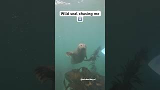 How to get chased by a seal