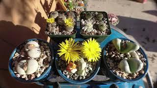 Lapidaria Margaretae, Lithops C1, Lithops C36A Afternoon Bloom Cycle - AoxTheGardener 