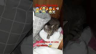 (Vídeo viejo) #cat#cats#kitty#kitten#kittens#viral#meme#memes#donpollo#ohio#viral#wtf#xd#xdxd#funny