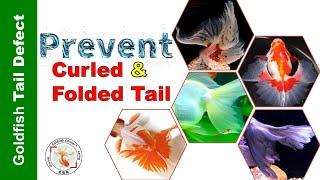 Goldfish "Tail" Tale: How to PREVENT Tail Defects: Curled & Folded