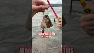 You’ll NEVER GUESS WHAT Tried to eat it!!! #fish #fishing #quickcatchandrelease #fun  #viral #short