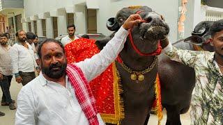 Chappal Bazar Laddu Yadav Bahubali Bull 2024  | Laddu Yadav Sadar 2024 | Chittiboina Sandeep Yadav