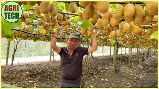 How Farmers Harvest Kiwis | Kiwi Processing in Factory | Agricultural Technology #30.