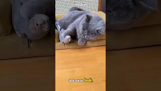 THE MISCHIEVOUS BIRD'S #cat #birds #catlover #birdslover #random #shortvideo #videoshort