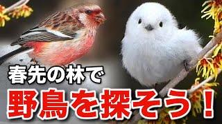 まさに癒しの連続！シマエナガと美しい野鳥たちを観察しよう！