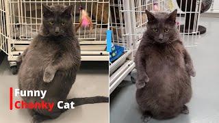 Chonky Cats - The Funniest Fat Cat Videos on the Internet