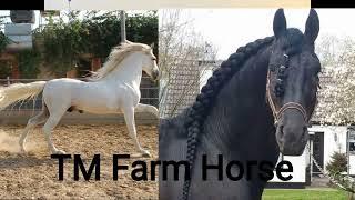 TM farm Horse All bread Horse