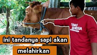 TANDA-TANDA SAPI BUNTING DAN AKAN MELAHIRKAN | PETERNAK BREEDING PEMULA WAJIB PAHAM.