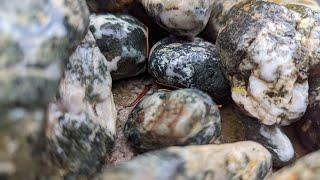 Dallasite || Courtenay, British Columbia, Canada || Rockhounding