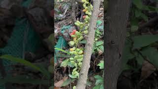 Vine Fruits Sarap #shorts #nature #plantslover #slopeplant #organic