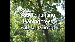 Saddle hunting leaning trees