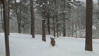 Snow In Appalachia! And An Introduction To Our Bird-Protecting Dog (LGD)