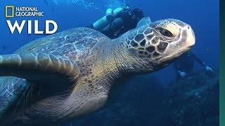 Sea Turtles 101 | Nat Geo Wild