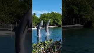 Dolphin: Ocean's Smiling Acrobat.