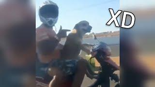 Los Mejores VIDEO MEMES RANDOM #1 y #2 Si Te Ries Pierdes, Videos De Risa, Try Not To Laugh (RESUB)