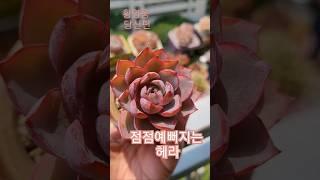 #당신편 #황영웅  5ㅡ6월에 더 예뻐지는 #헤라