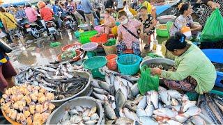 Ever Seen Largest Fish Distribution in Cambodia - Fish Market Scenes and People Activities