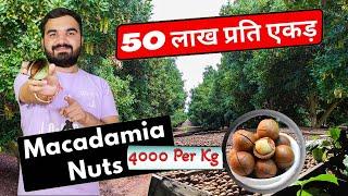 50 लाख प्रति एकड़ | 4000 Per Kg | Macadamia Nuts Farming | Queensland Nuts | Top Income Farming