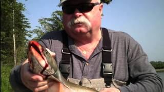 Bruce King Fishes Anvik River Lodge in Alaska 2015