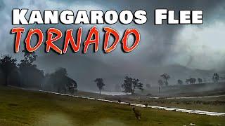 FULL VIDEO: Kangaroos flee tornado in Victoria Australia