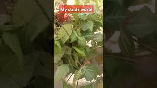 #mystudyworld #prakashsir #neetbiology #ncrtbiology