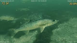 ROV Searches Drop Off for Walleye and Temperature Breaks  (Lake Geneva, WI)