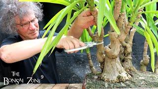 Hard Pruning My Yucca Forest, The Bonsai Zone, July 2022