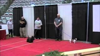 PEAA Earthdog Demo at the Calgary Pet Expo May 5-6, 2012