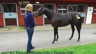 Pastoral Pursuits colt-Tattersalls Ascot