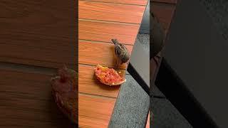 #35 | sparrow | Eating McDonald’s bread | burung pipit makan  | Sparv | sittukuruvi | universe0365