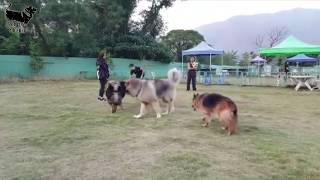 illyrian shepherd vs caucasian ovcharka vs tibetan mastiff  size comparison