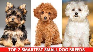 SMARTEST SMALL DOGS!   TOP 7 SMARTEST SMALL DOG BREEDS