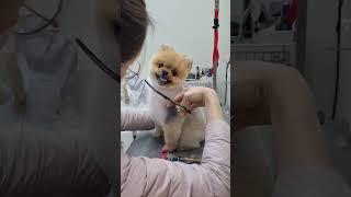 누렁이 특 - 이발하면 곰돌이가 됨 #dogshorts#pomeranian#곰돌이컷#포메라니안미용#강아지미용#강아지쇼츠#shortvideo #dogcute#puppyvideos