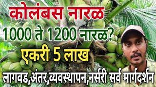 कोलंबस नारळ शेती | naral lagwad mahiti | coconut farming in maharashtra