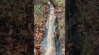 Mining belt ditch liner  #homesteader #diy #homesteading