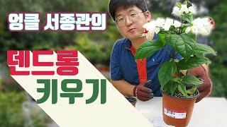 덴드론 키우기  덴드론 번식 덴드론 삽목  Clerodendrum thomsoniae Balf care