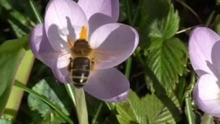 honey bee buzzing