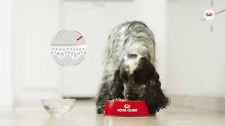 Royal Canin Care Nutrition Dermacomfort | zooplus.co.uk