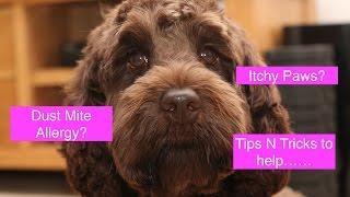 How to help Dogs with Dust Mite Allergies