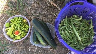 BAHÇE HASATI / Bahçemizin İlk Sebzeleri