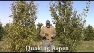 Quaking Aspen