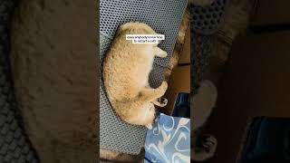 #cats #catlovers #catvideo #catshorts #catube #kitten #kitty #cutecat #funnyshorts #funnycatsvideos