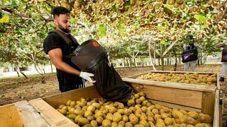 World's Largest Kiwi Farm - Kiwi Fruit Harvesting And Packing - Kiwifruit Juice Manufacturing Plant.