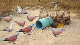 Creative DIY Wild Bird Trap Using Pen Bird To Catch Bird