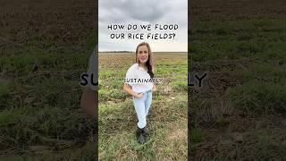 We grow our rice with WATER FROM WHERE?!  #farming #howitsmade #farm #ricefarming #louisiana