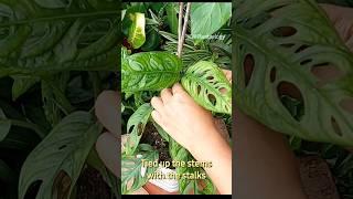 Get A Larger Monstera Indoor Plant