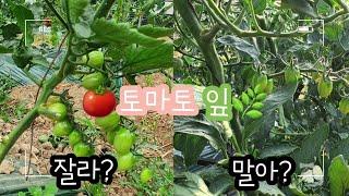 토마토 적엽 고민된다면 들어오세요