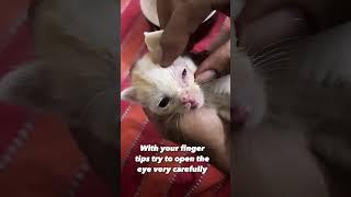 Prevent eye infection & save the kitten from becoming blind  #mustwatch