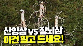 산양산삼 이것만은 알고 드세요! 산양삼 장뇌삼 차이, 효능, 부작용, 하루권장섭취량, 먹는법까지 싹 다 알려드립니다!