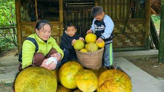 Harvest grapefruit to sell for money to buy ducklings to raise DANG THI DU